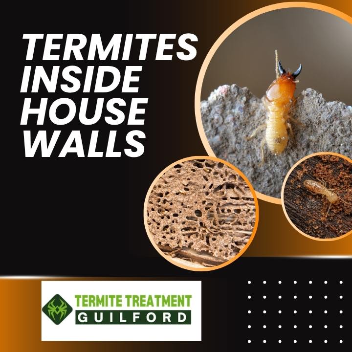 How Termites Inside House Walls Create Silent Damage
