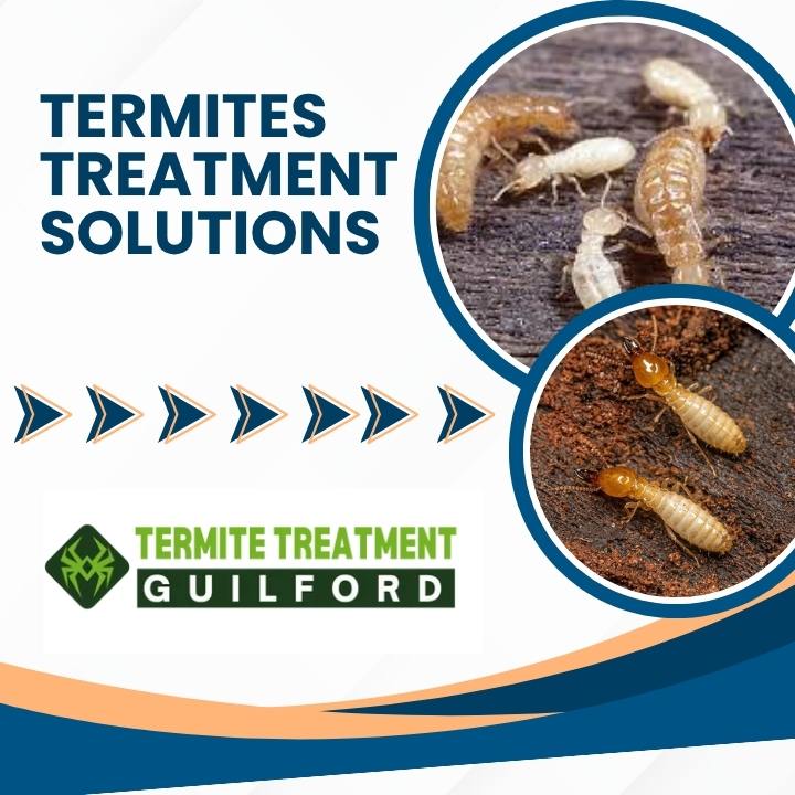Termites Treatment Solutions for Strong Home Protection