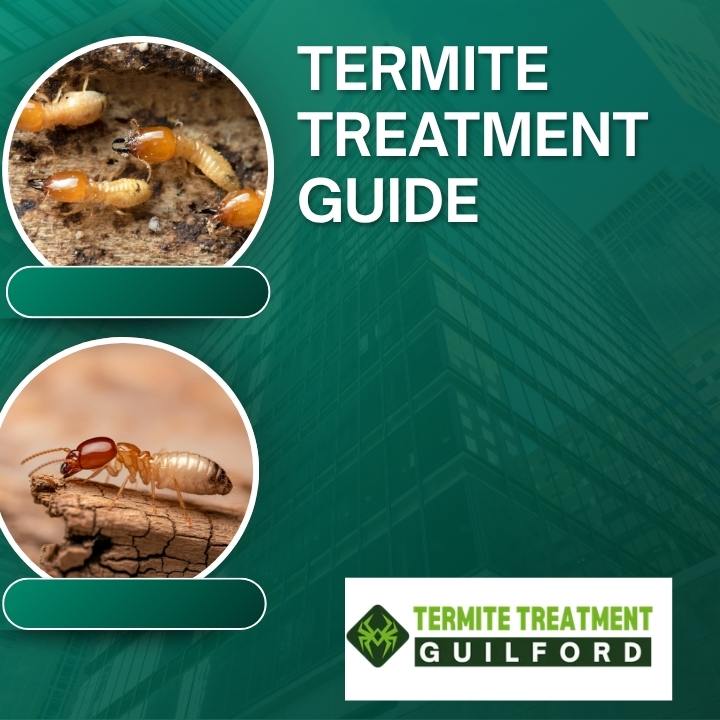 Termite Treatment Solutions to Save Your Home from Destruction
