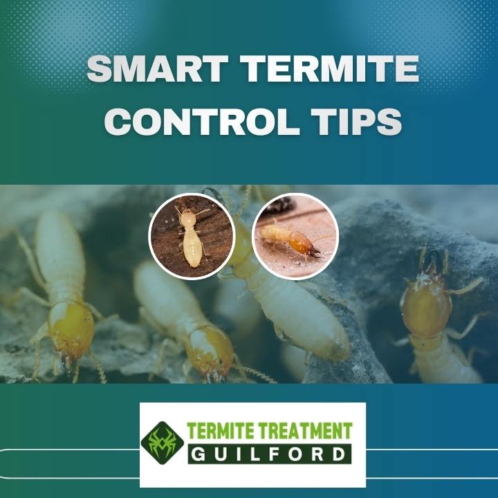 Termite Prevention Strategies That Actually Work in Perth