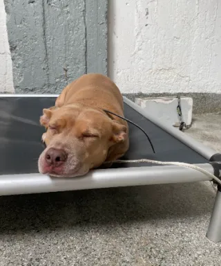 Why A Structured Dog Kennel Matters