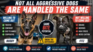How We Handle Serious Dogs At Our Facility