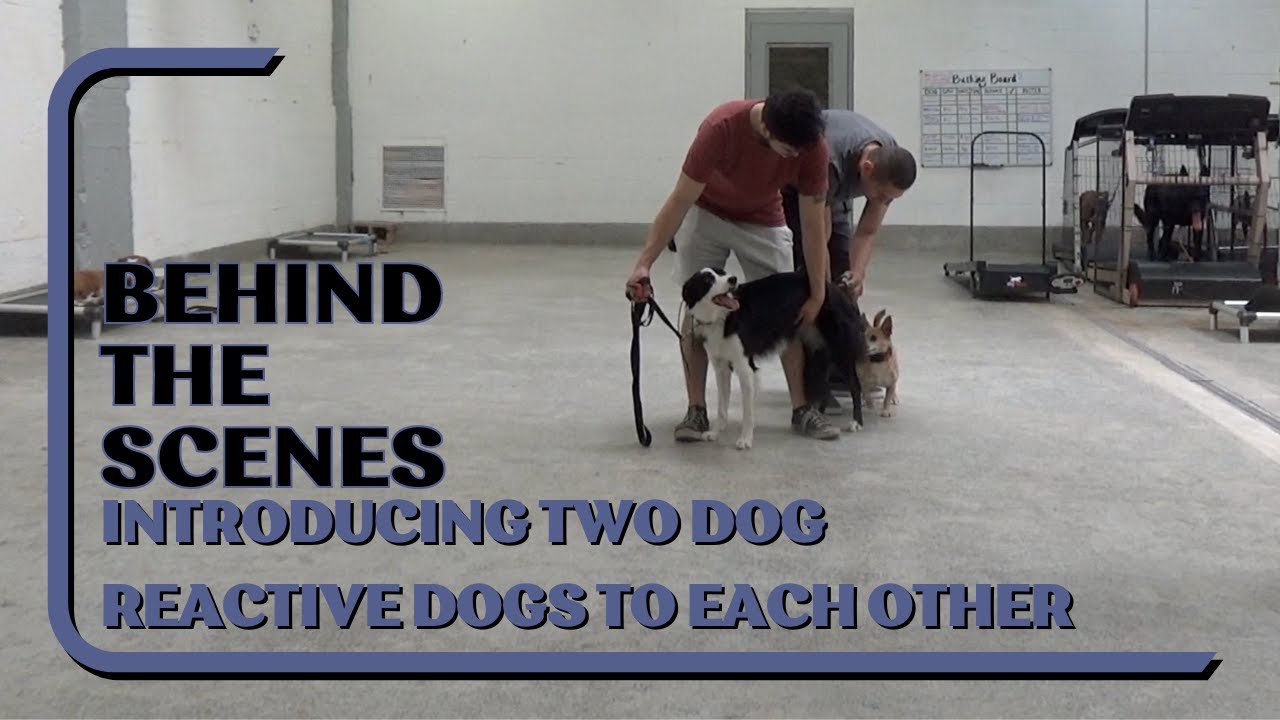 How Controlled Dog Socialization Helps Reactive Dogs Build Confidence
