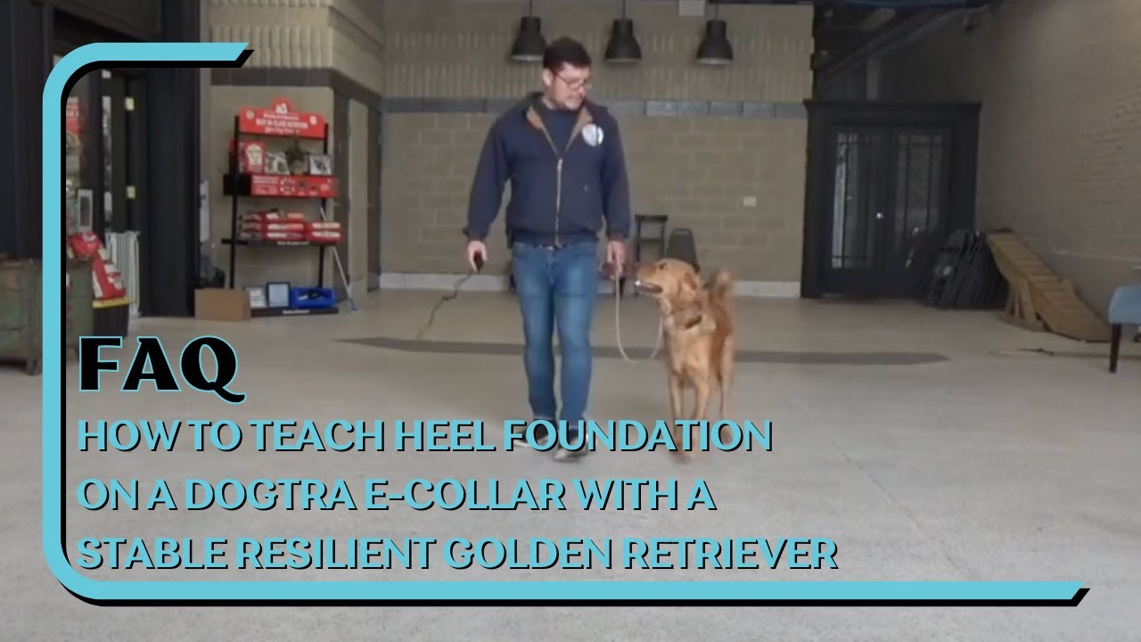 Why Heel Is the First Command We Teach with an E-Collar