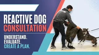Why Your Reactive Dog Keeps Getting Worse: A Real Behavior Consultation That Changed Everything