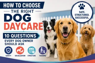 How to Choose the Right Dog Daycare: 10 Questions Every Dog Owner Should Ask