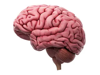 Change your Brain Change your Fortune