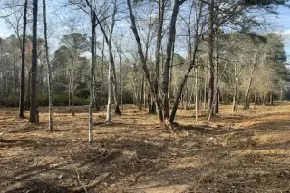Forestry Mulching vs. Traditional Land Clearing: Which Is Better for the Environment?