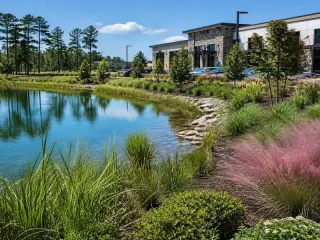 Native Plants and Stormwater Ponds: Why the Right Vegetation Matters
