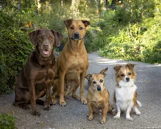 Why We Keep Dogs on Leashes During Their Portrait Sessions (Even the Best-Behaved Dogs!)