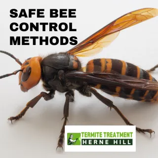 Safe Bee Pest Control Methods to Protect Homes and Property