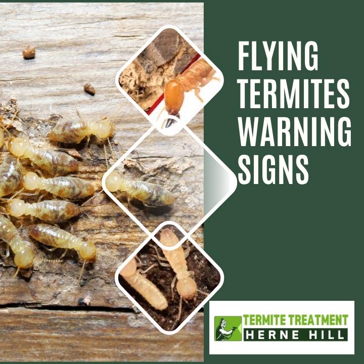 Flying Termites Around Your Home May Signal a Bigger Problem