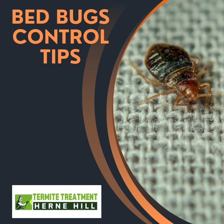 How to Get Rid of Bed Bugs Fast and Prevent Future Infestations