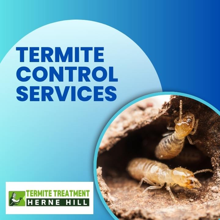 Complete Termite Protection Guide for Long-Lasting Home Safety
