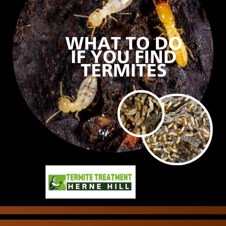 Found Termites Inside Your House? Here's What to Do