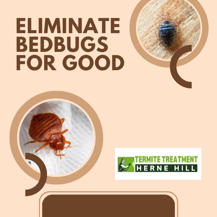 Bed Bug Control: Proven Solutions to Eliminate Bed Bugs for Good