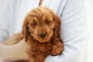 Getting Your Home Ready for a Goldendoodle Puppy