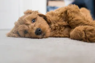 Mini Goldendoodle Coat Types