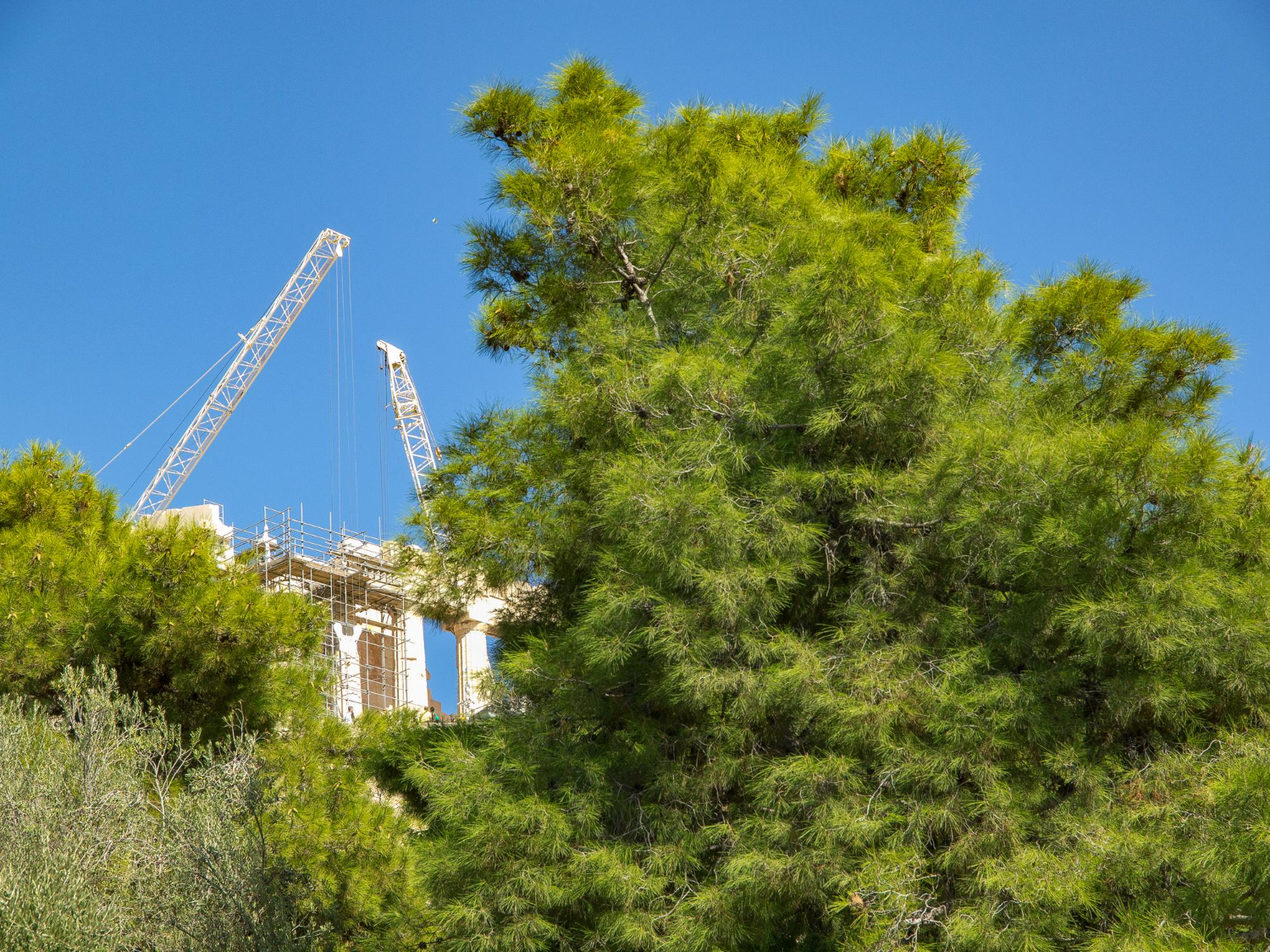 Building in Omaha? Your Trees Should Be Part of the Plan