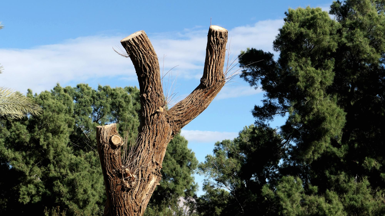 Why Topping a Tree Is One of the Worst Decisions a Homeowner Can Make