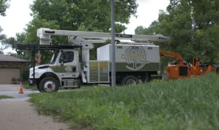 Healthy Trees Start With the Right Care—Not Always More Treatments