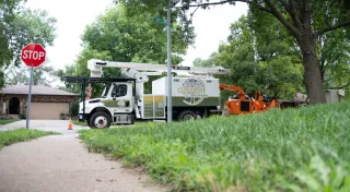 Healthy Trees Are Better Prepared to Handle Pests