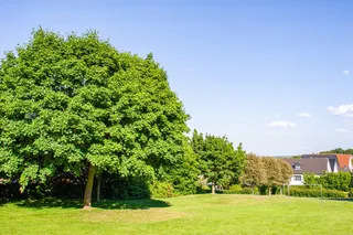 Your Yard Has Different Needs: Understanding Tree Care in Omaha