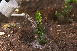 Are Your Trees Getting Enough Water? A Seasonal Guide for Omaha Homeowners