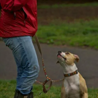 My Least Favorite Dog Trainers