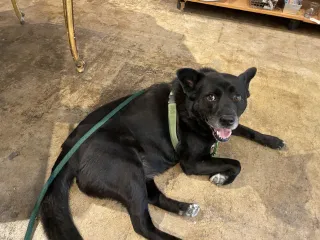 Let Your Dog Make Good Choices