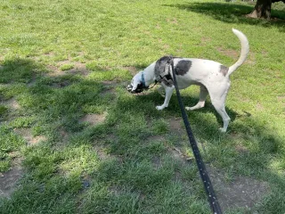 Short Leash - Long Leash Which Stops Dogs Pulling?