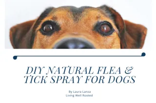 DIY Natural Flea & Tick Spray for Dogs