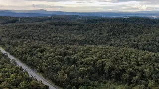 Protect What Remains: Why We Are Speaking Up for Link Road Forest