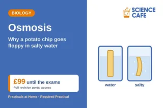 Osmosis: Why a Potato Chip Goes Floppy in Salty Water