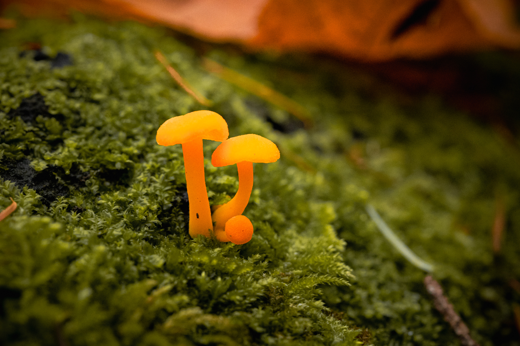 Past Life Regression Hypnosis: What It Is and How It Works | Victoria BC