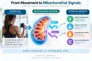 MOTS-c and Humanin: Why Scientists Are Studying Peptides Made by Mitochondria | Infinite Longevity