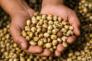 Meet the Ramón Tree: The Ancient Superfood of the Maya Forest