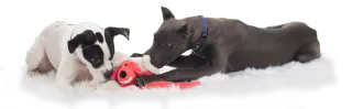 FAQ image