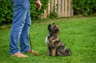 Why Basic Obedience Training is Essential for Every Dog (Adelaide Dog Trainer Guide)