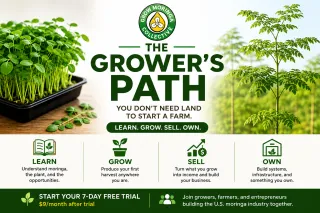 How to Grow Moringa Indoors: Start Without a Yard or Farm