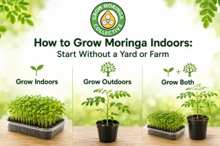 How to Grow Moringa Indoors: Start Without a Yard or Farm