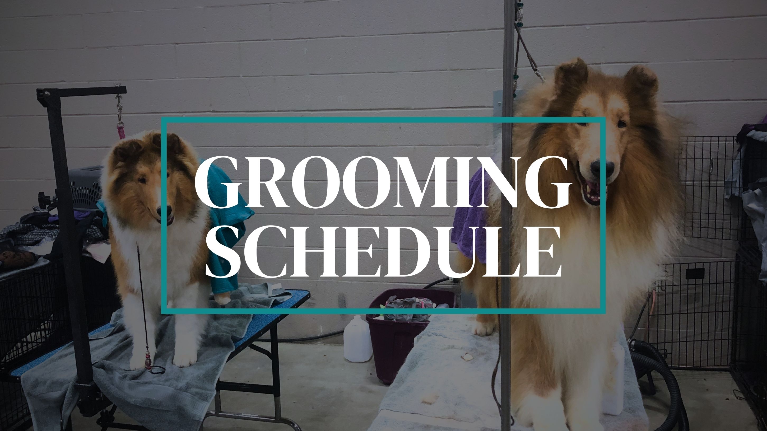 Grooming Schedule