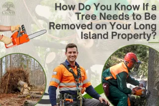 How Do You Know If a Tree Needs to Be Removed on Your Long Island Property?