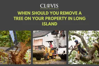 When Should You Remove a Tree on Your Property in Long Island