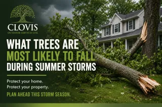 What Trees Are Most Likely to Fall During Summer Storms on Long Island?