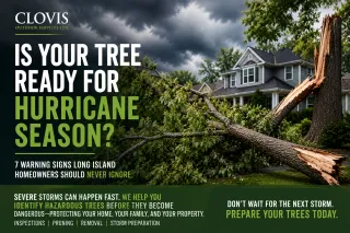 Is Your Tree Ready for Hurricane Season? 7 Warning Signs Long Island Homeowners Should Never Ignore