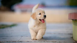 Degenerative Mitral Valve Disease in Dogs