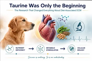 Diet-Associated Dilated Cardiomyopathy in Dogs: From Grain-Free Diets to Cellular Biology — Part 2