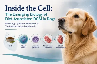 Diet-Associated Dilated Cardiomyopathy in Dogs: From Grain-Free Diets to Cellular Biology — Part 3