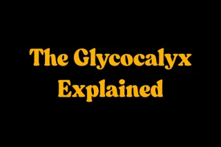 The Endothelial Glycocalyx: Your Arteries' First Defense